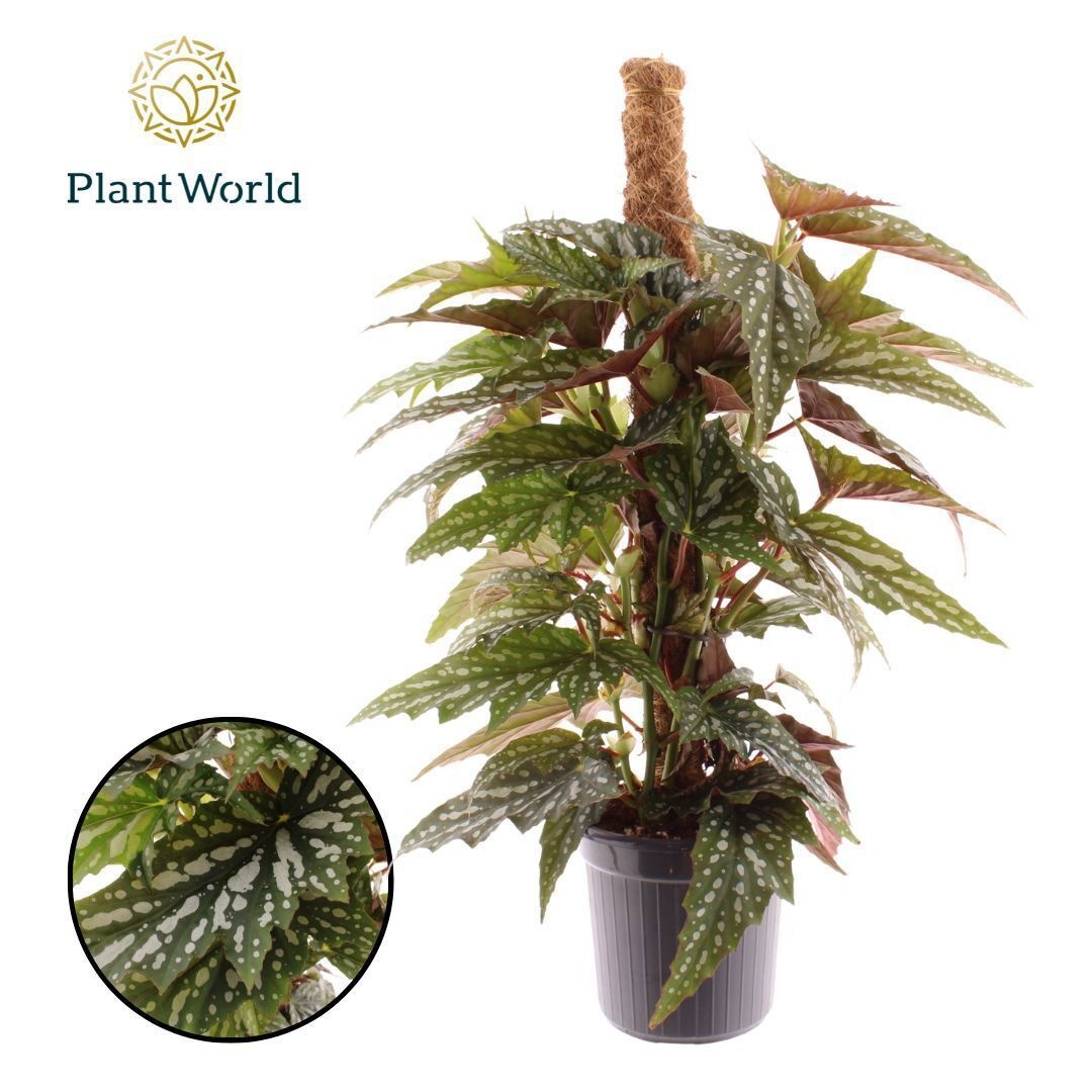 Begonia Sherwood Mosstok, D 16