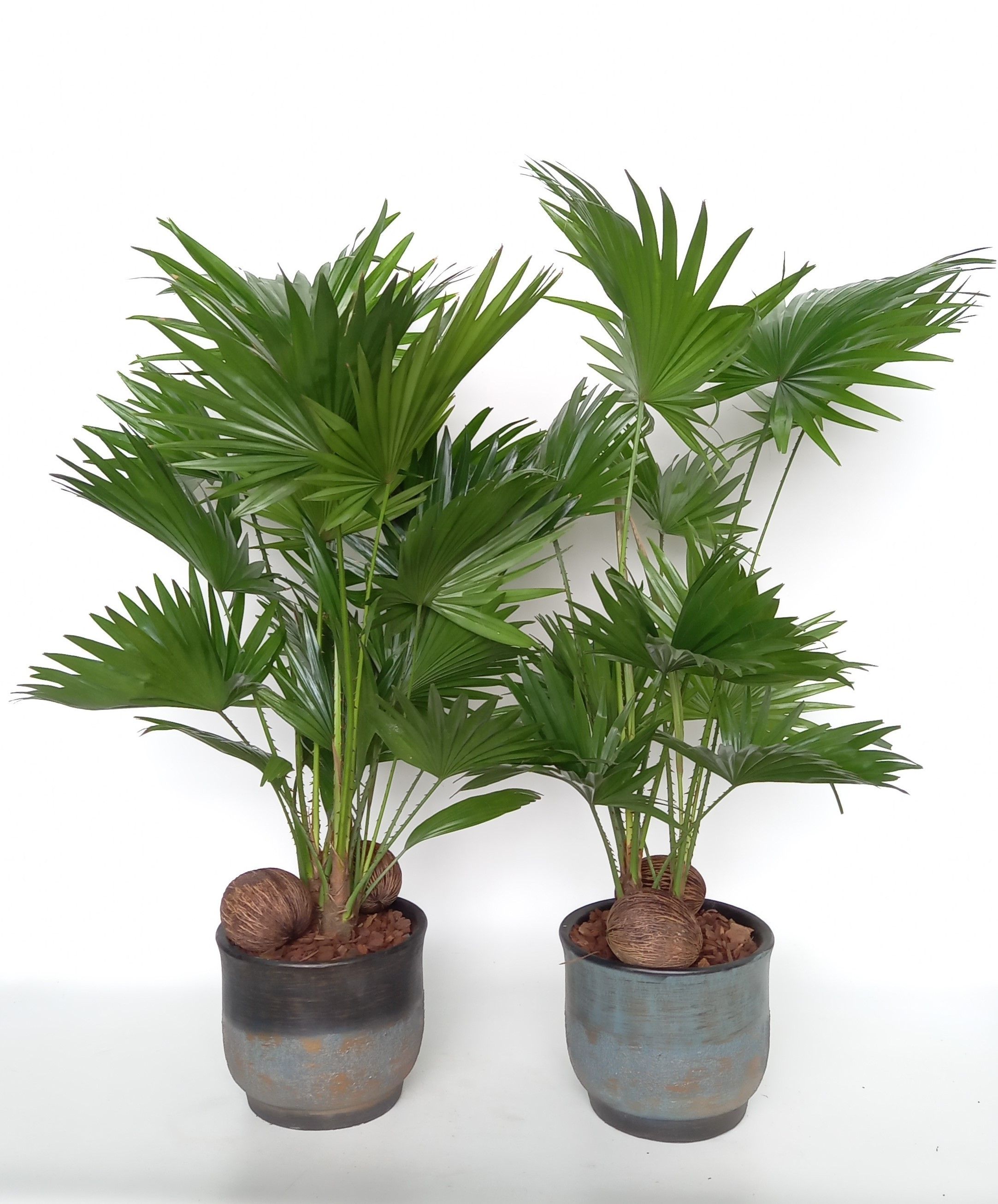 Livistona in Mace pot mix D 20 cm, D 20