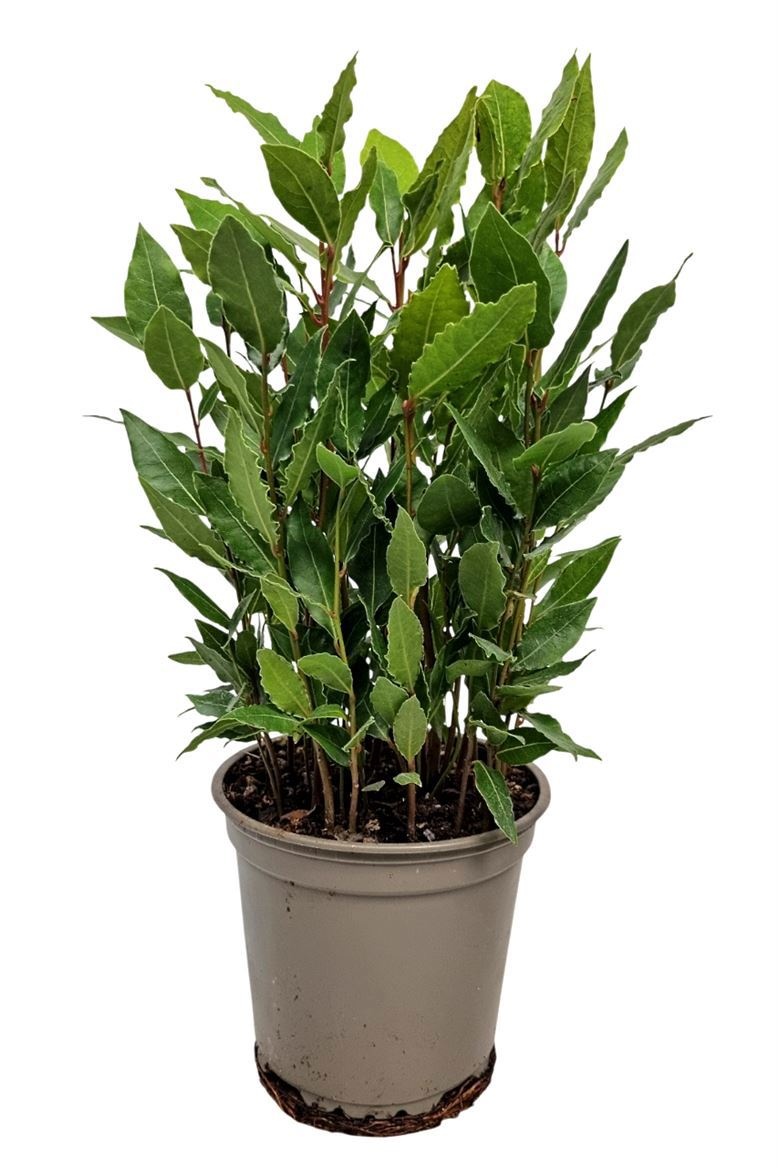 Laurus Nobilis Bush, D 14 cm