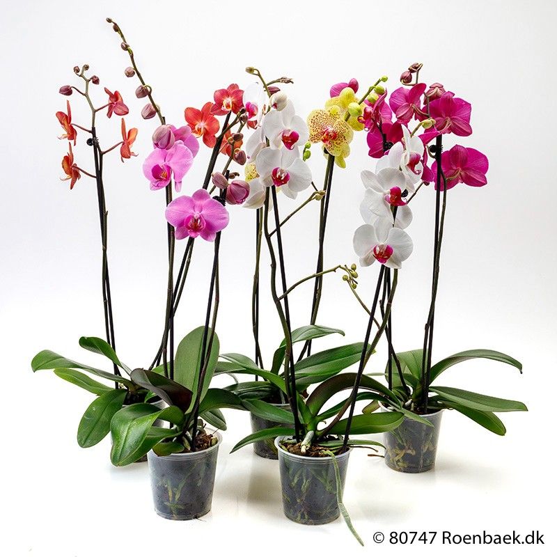 PHALAENOPSIS-HYBRID 2 Takk, D 12