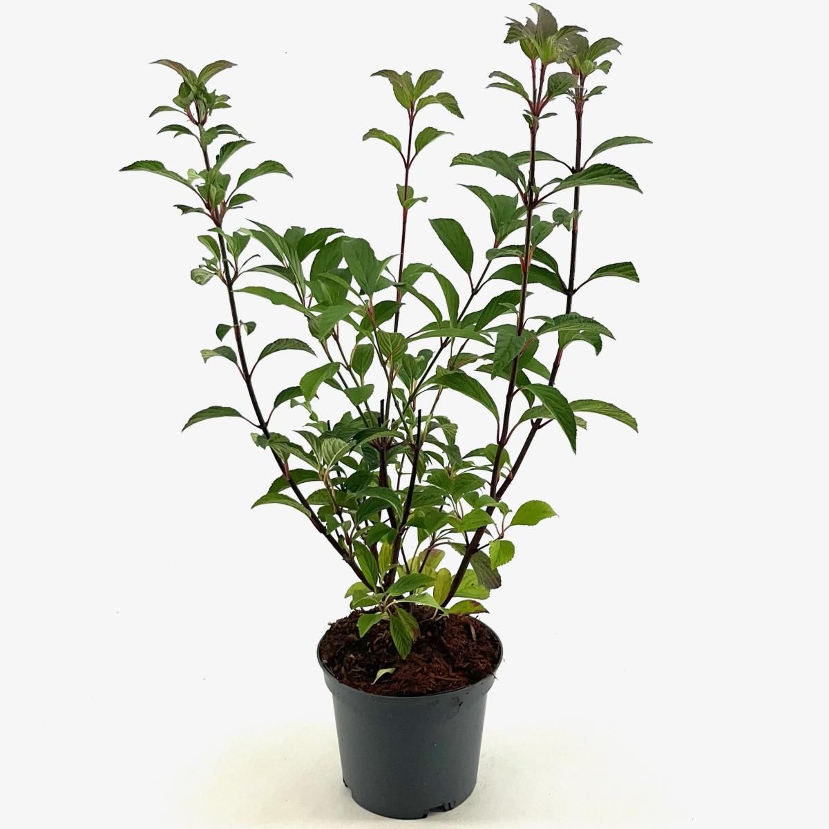 Viburnum bodn. 'Dawn', D 19