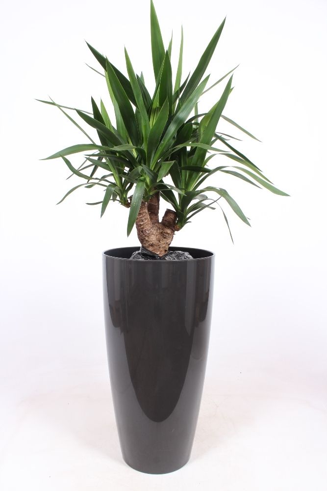 Yucca elephantipes in Santorini pot "antraciet", D 33