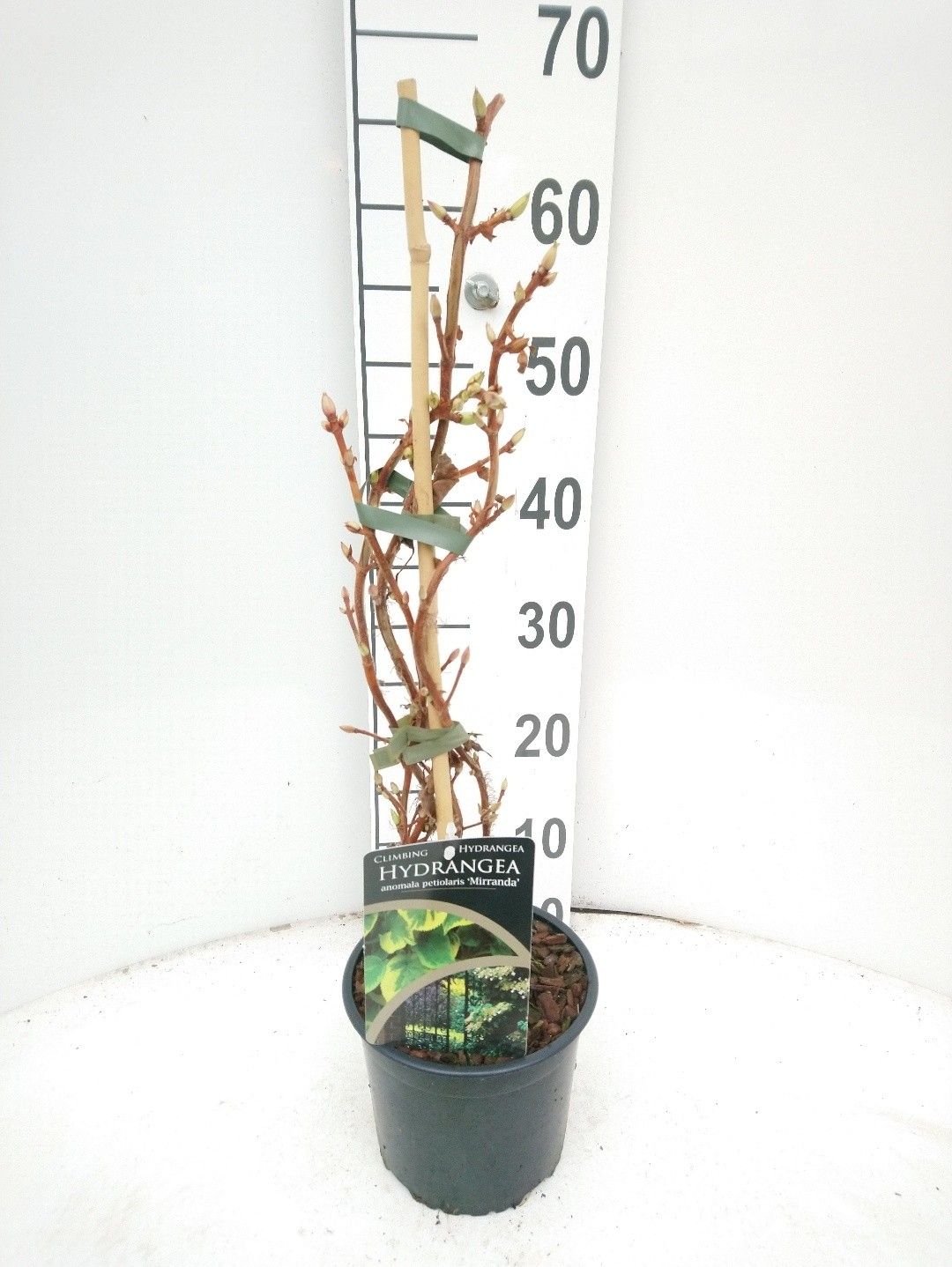 Hydrangea peteolaris Mirranda, D 17