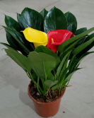 Филодендрон 140Грин Принцесса Колорфул Лотус 14 30