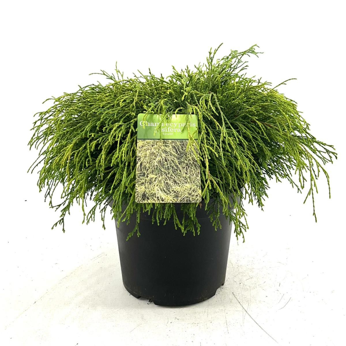 Chamaecyparis p. 'Sungold', D 26