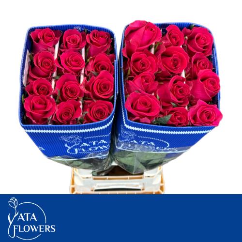 Роза од. KL Готча 60, шт.