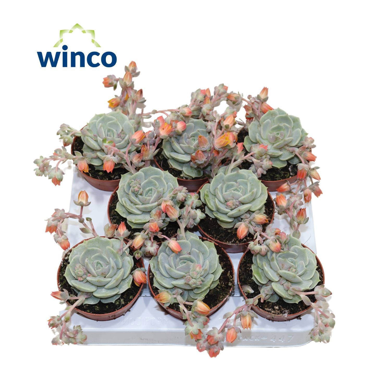 Echeveria Lola (Flowering), D 8,5