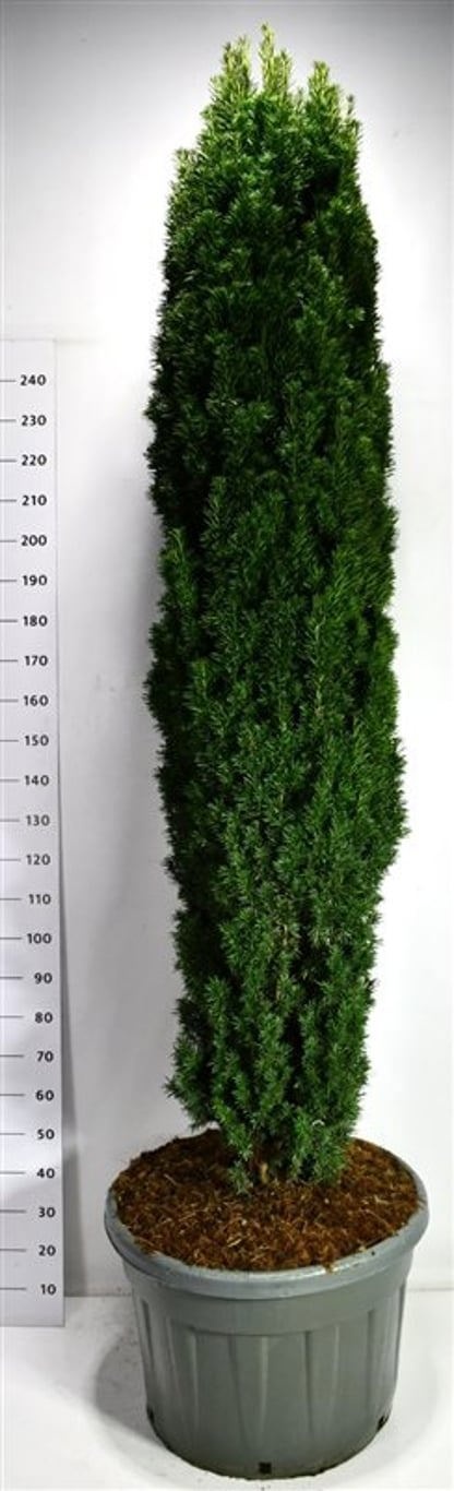 Taxus b. 'Fastigiata Robusta', D 77