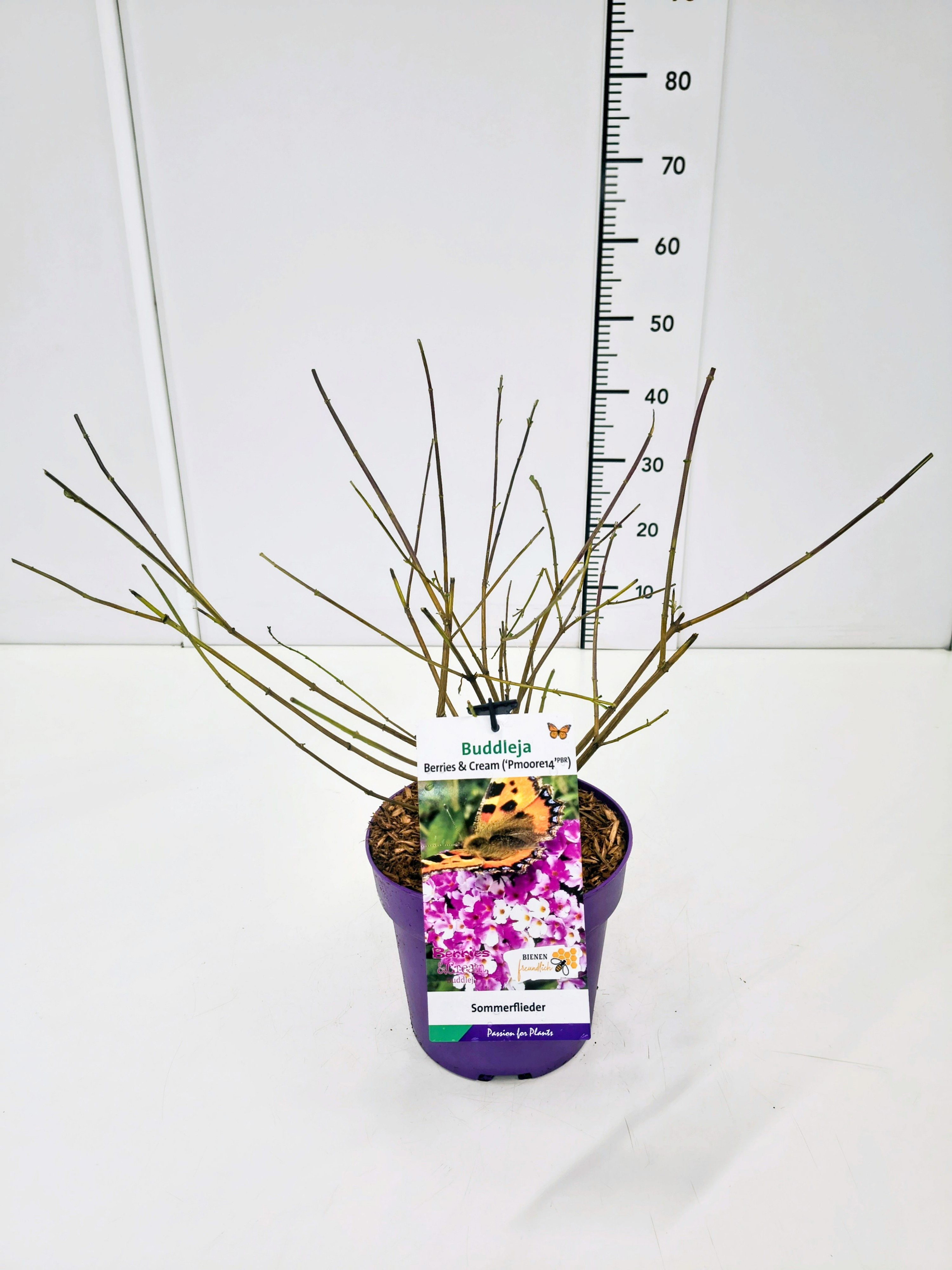 Buddleja dav. 'Berries and Cream' C5, D 23 cm