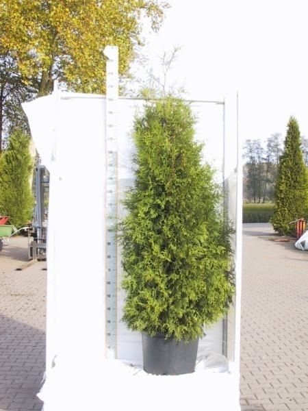 Thuja occidentalis Brabant, D 35