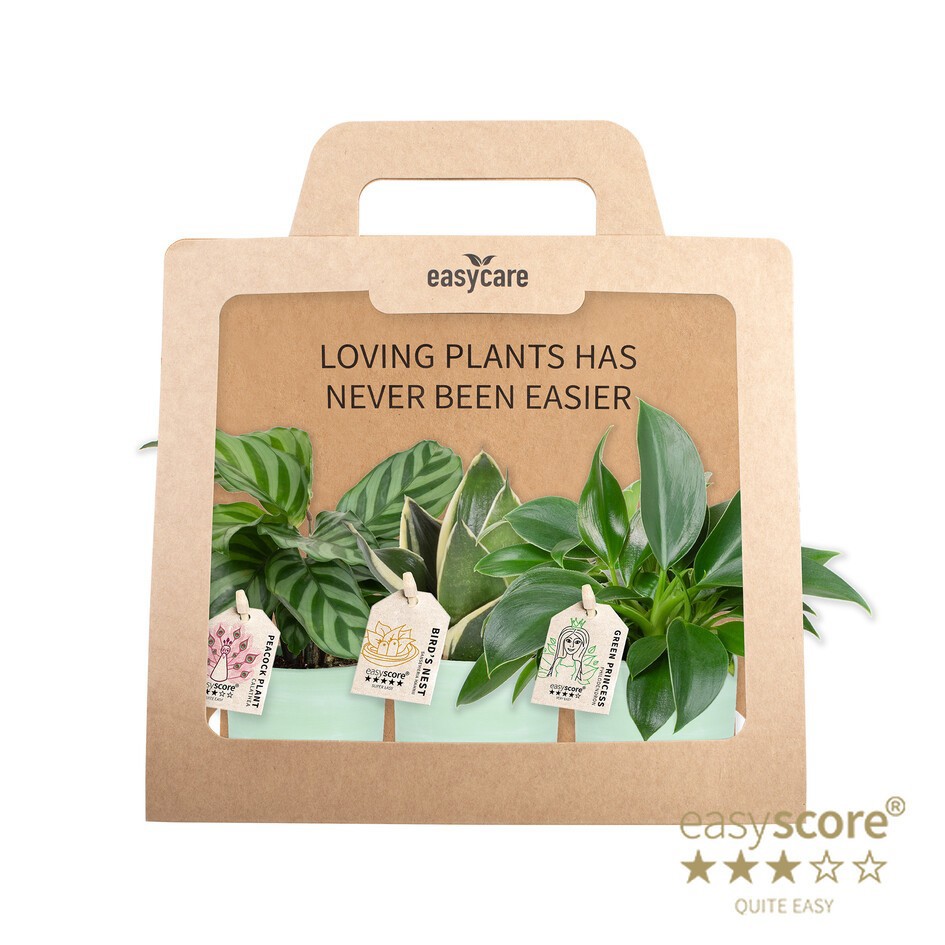 GREEN MIX 40690126 WB Green 3-pack, D 7