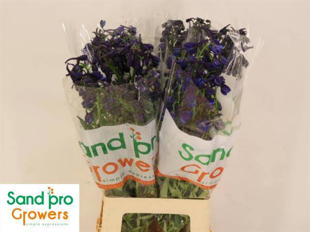 Дельфиниум од. Донна 70, шт.