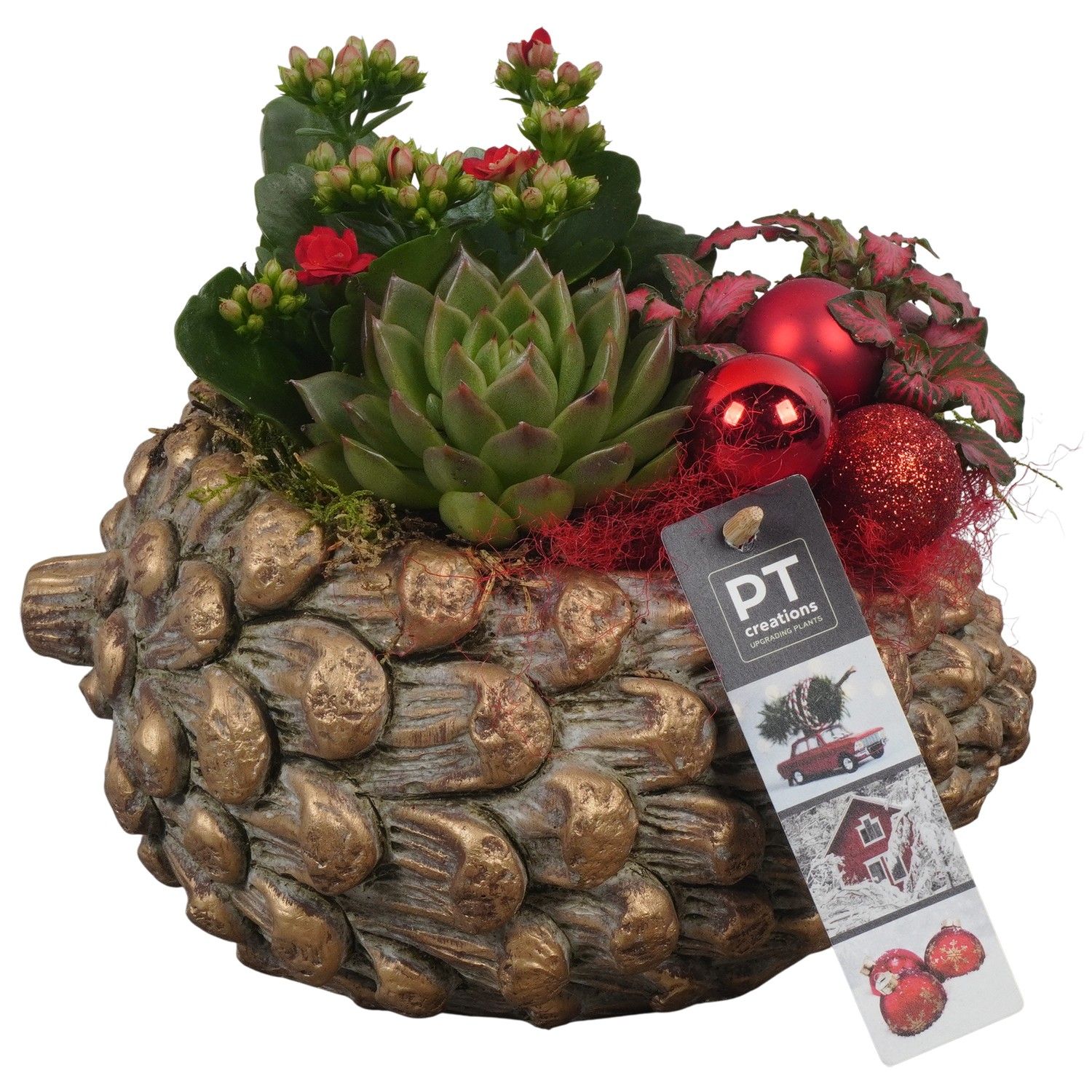 PTCHR7310 Arrangement Christmas Red in beton pot, D 21 cm