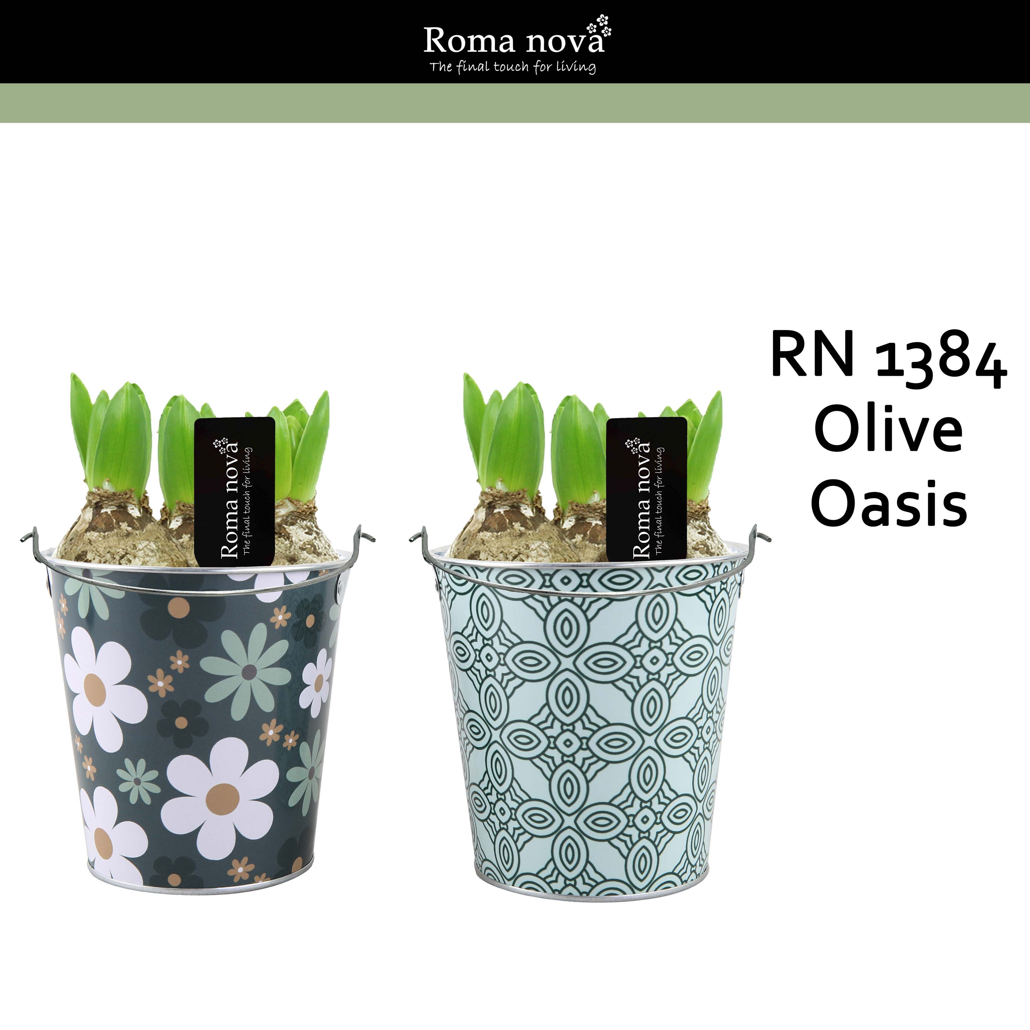 1384 - Olive Oasis (Hyacint), D 14 cm