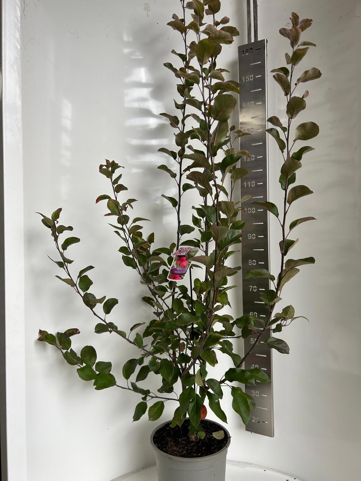 Malus transitoria Appletini, D 29 cm