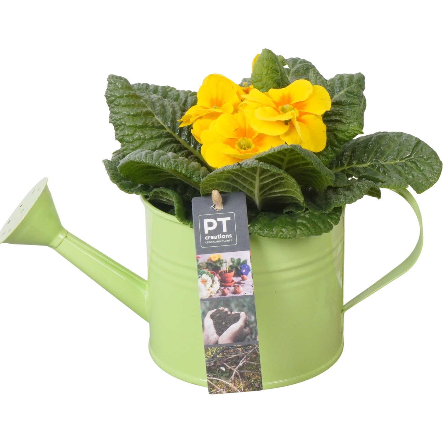 PTBM3744 Arrangement Flower Bulbs Mix in metalen gieter, D 12