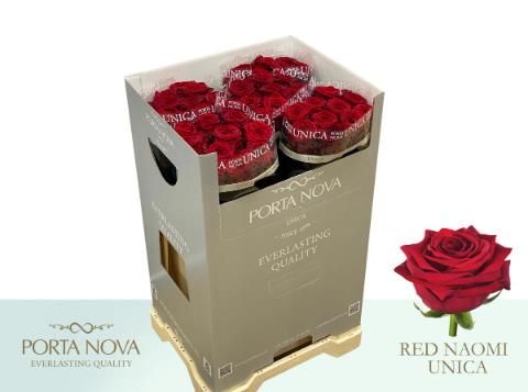 Роза од. Рэд Наоми 60, шт.