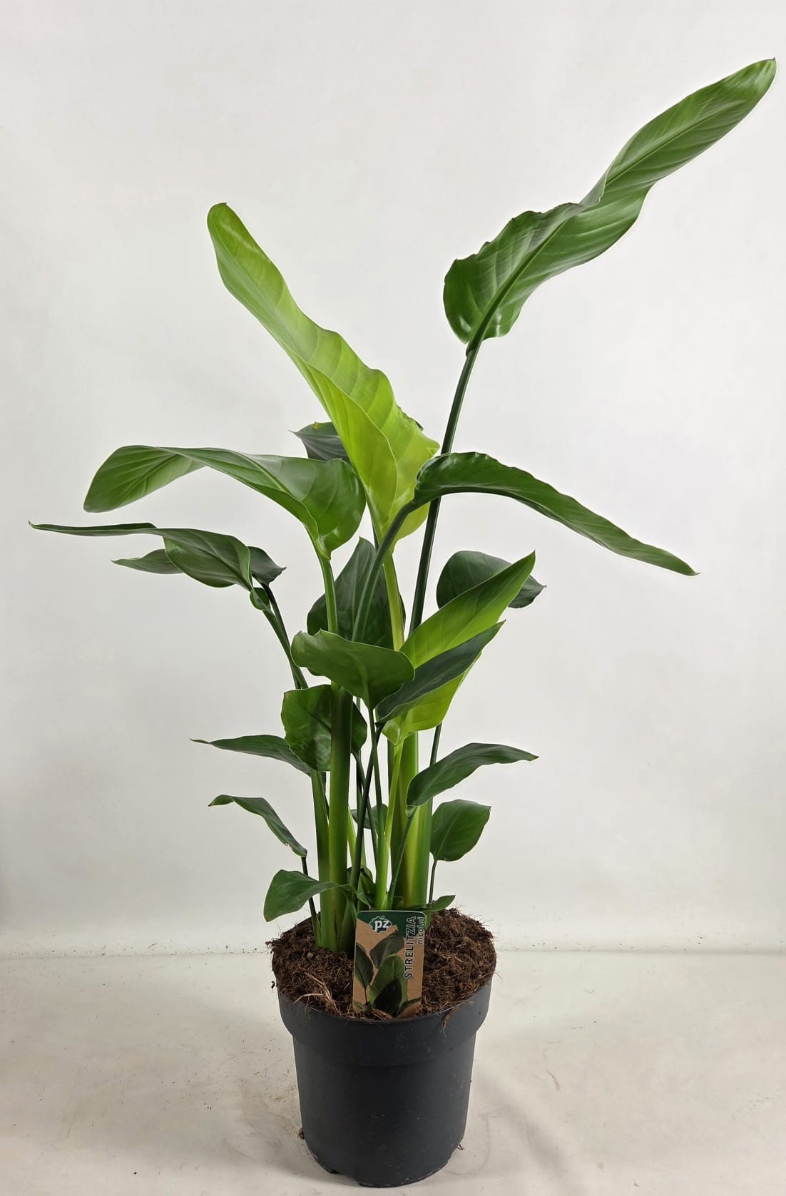 Strelitzia nicolai 21 cm 4 pp, D 21