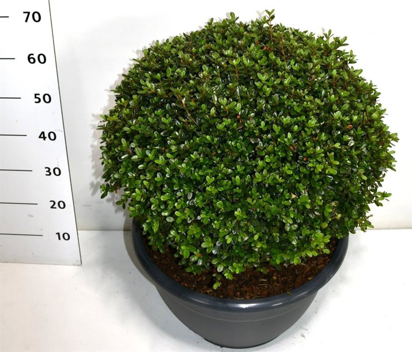 Rhododendron (AJ) 'Amoenum', D 40