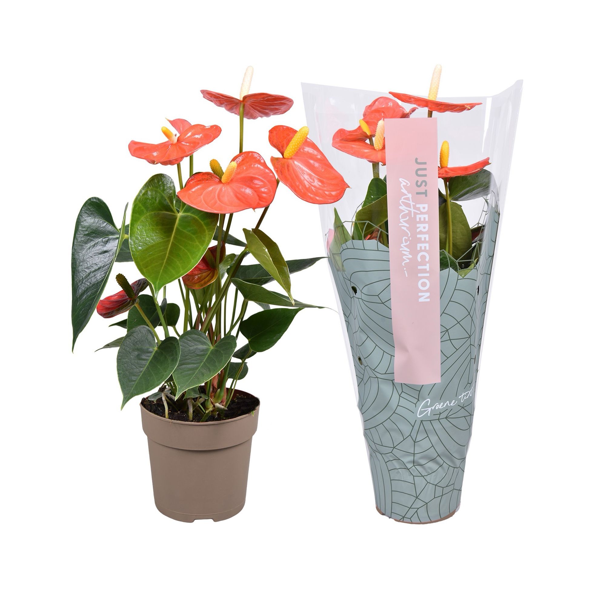 Anthurium Orange Champion ''Just perfection®'' (XL-Flowers), D 12