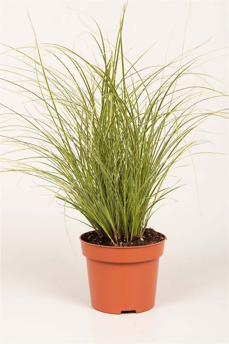 Carex brun. 'Jubilo'®, D 12