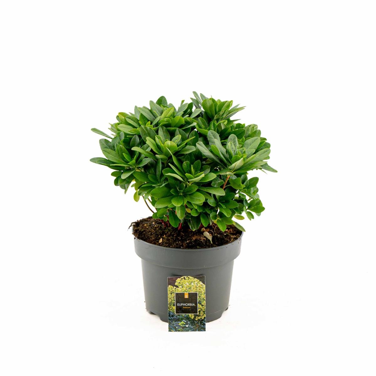 Euphorbia amygdal. robbiae, D 23 cm