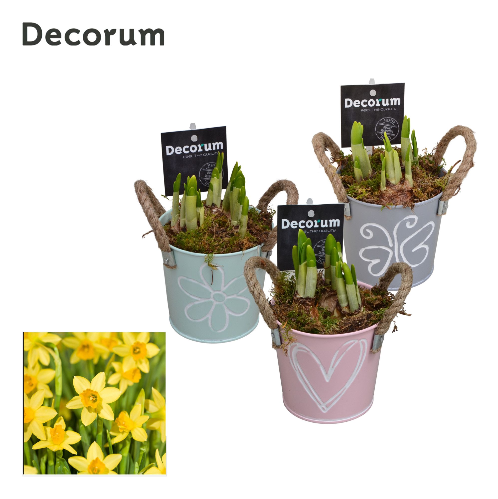 Narcis Bucket Mini GM HL10777, D 10