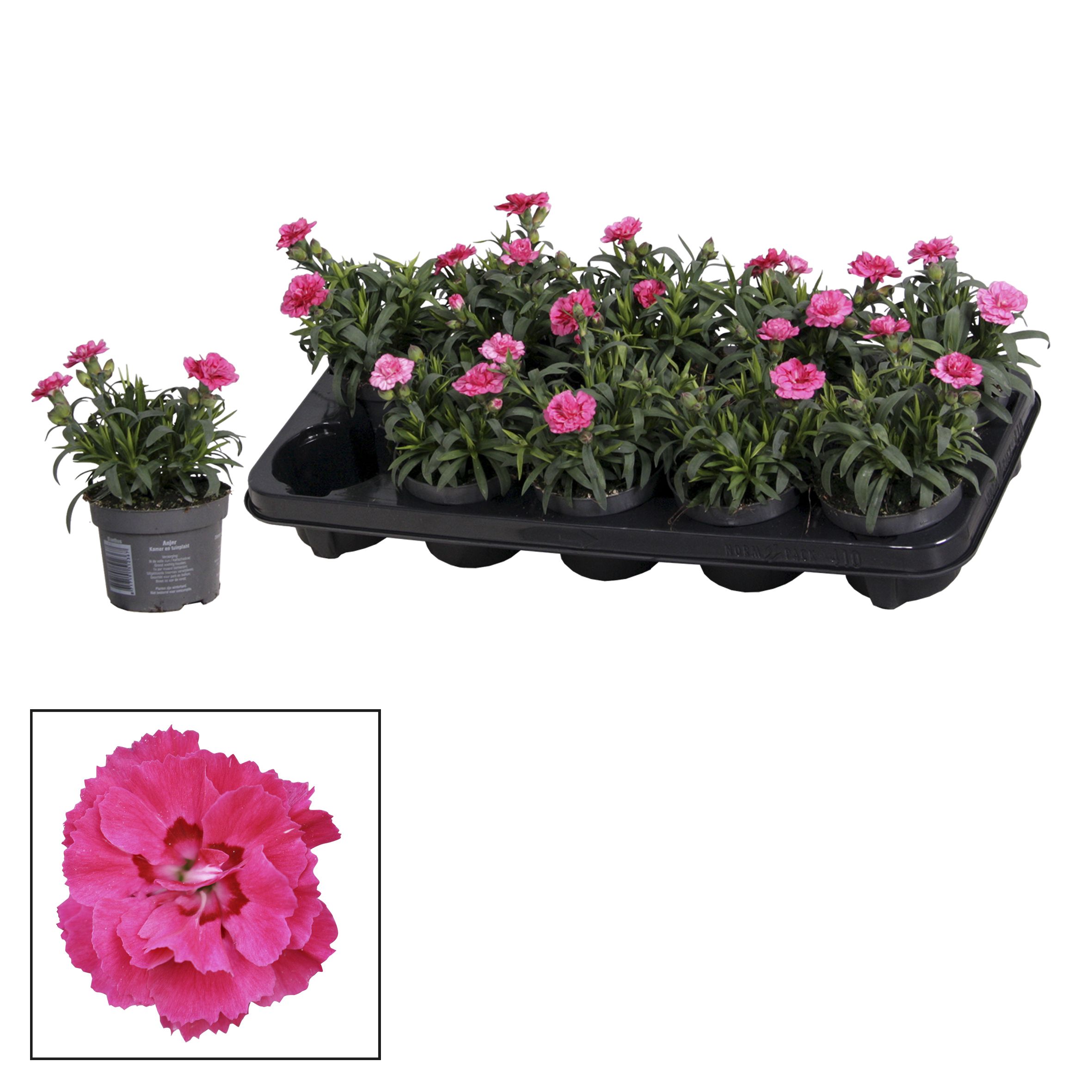 Dianthus - 10,5 cm - Oscar Purple Wings, D 10,5
