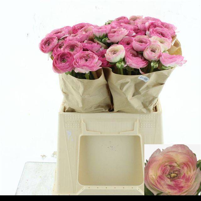 Ранункулус Саксесс Фелисидад 40, шт.