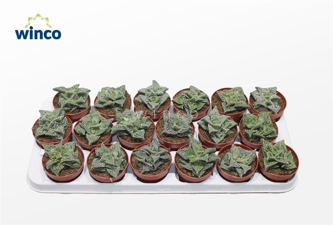 Faucaria Monstruoza, D 8,5