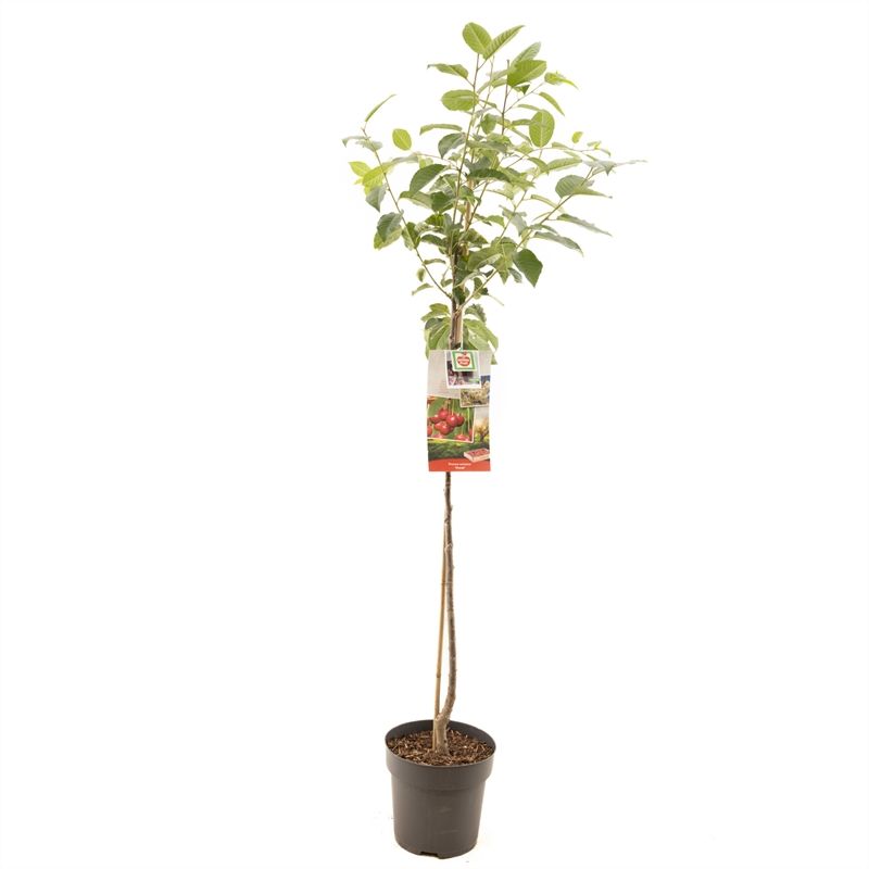 Prunus cerasus Morel halfstam Zure kers, D 27