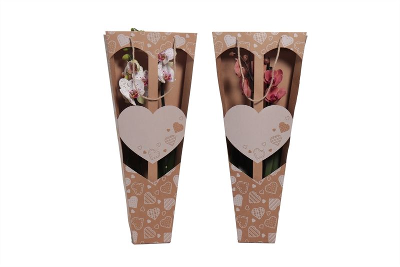 Showtas love Phal mix 2T14+, D 12