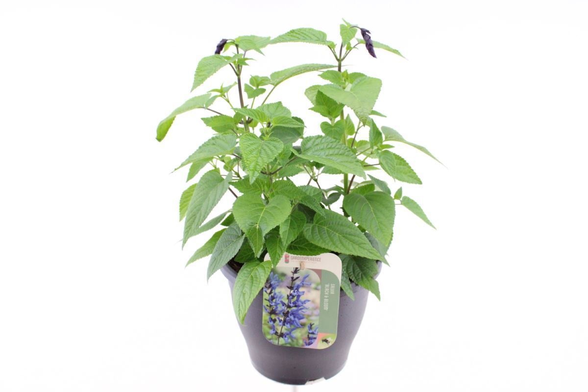 Salvia hybr. Black & Bloom, D 23 cm