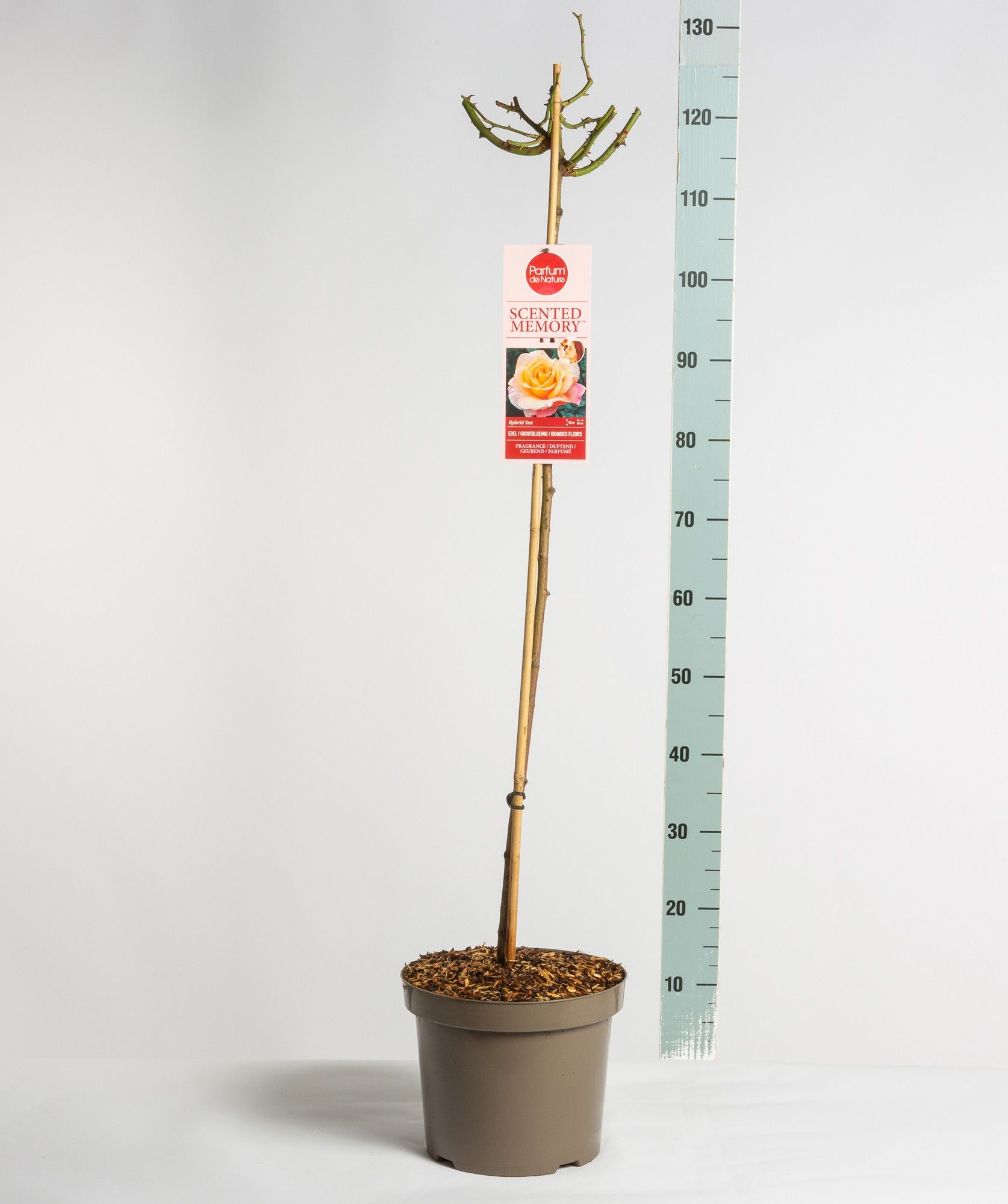 Parfum de Nature Scented Memory ®, stam 90, C7.5, D 26 cm