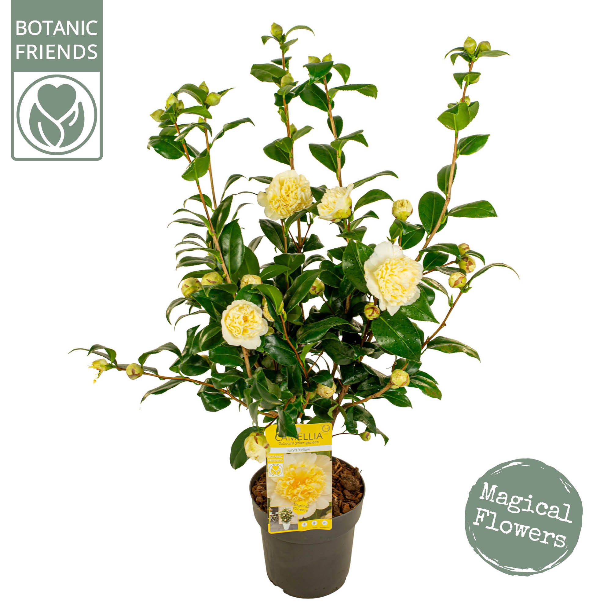 Camellia wil. 'Jury's Yellow' Premium, D 19