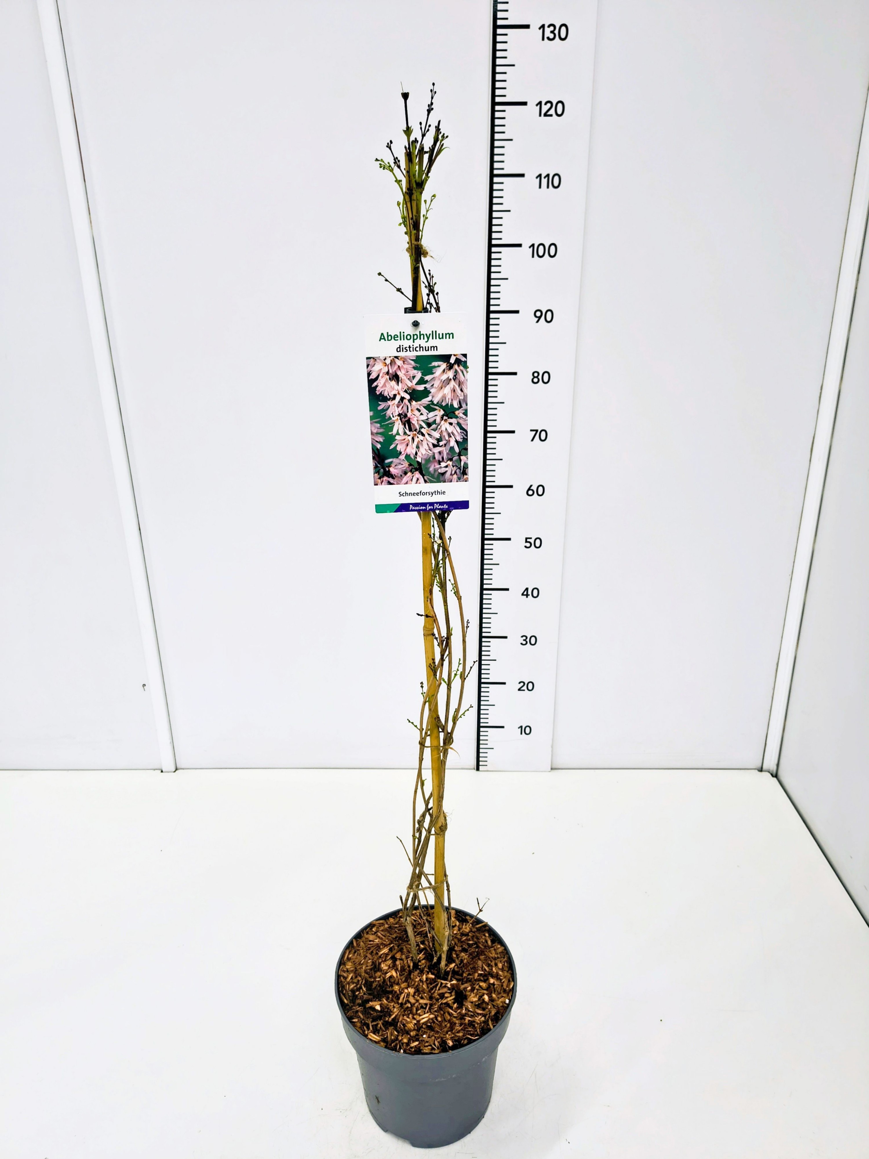 Abeliophyllum distichum 80-100C5, D 23 cm Abeliophyllum distichum 80-100C5, D 23 cm