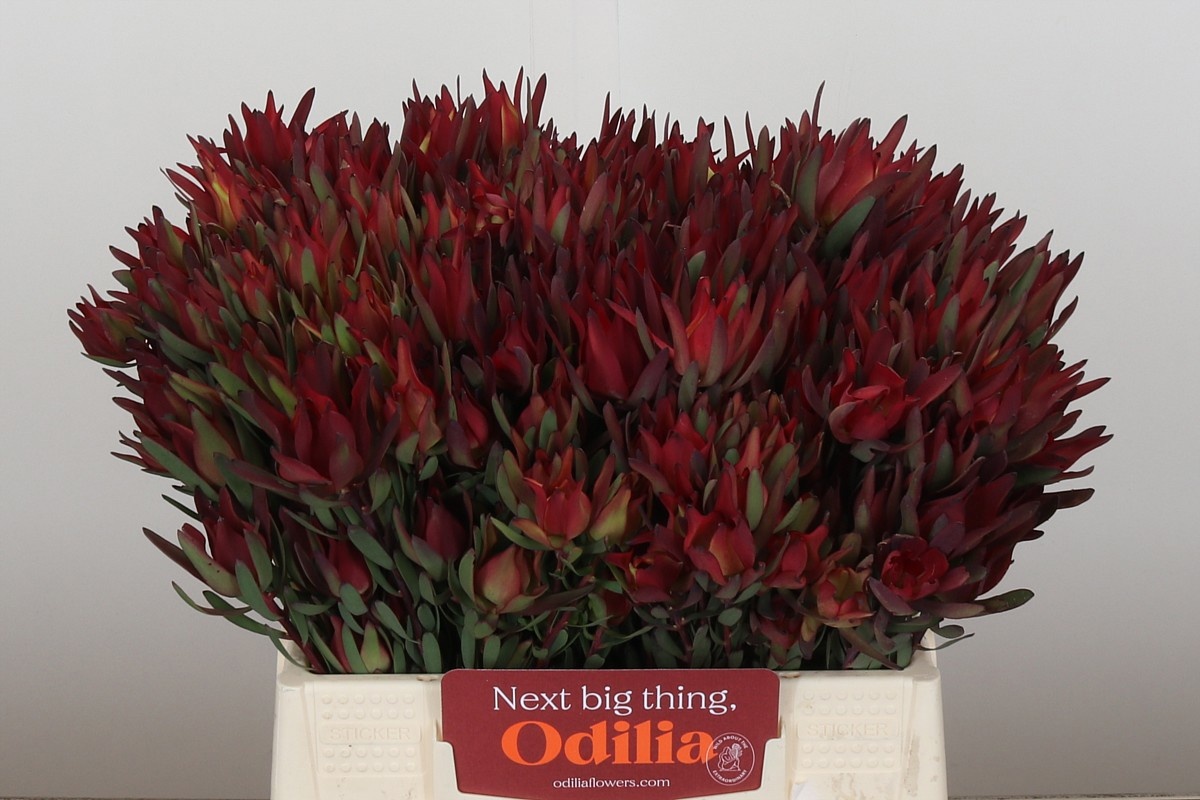 Леукадендрон Блаш 40, шт.