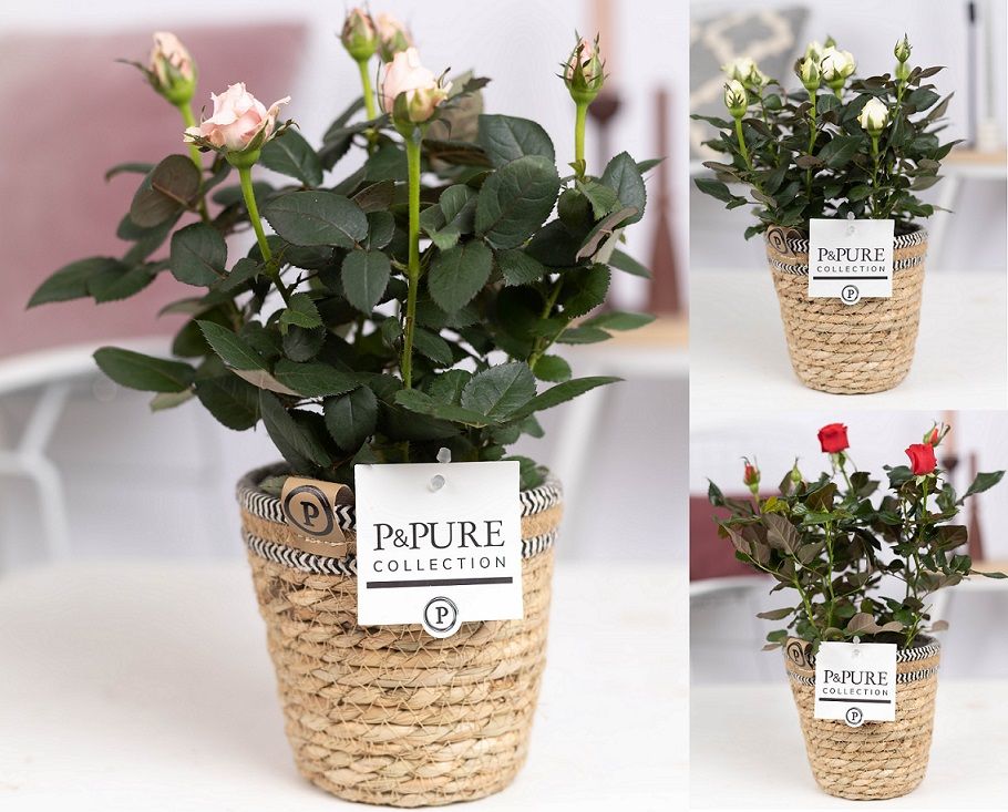 Rosa gemengd in P&PURE Basket 6, D 12