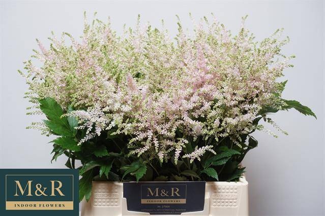 Астильба Европа 40, шт.