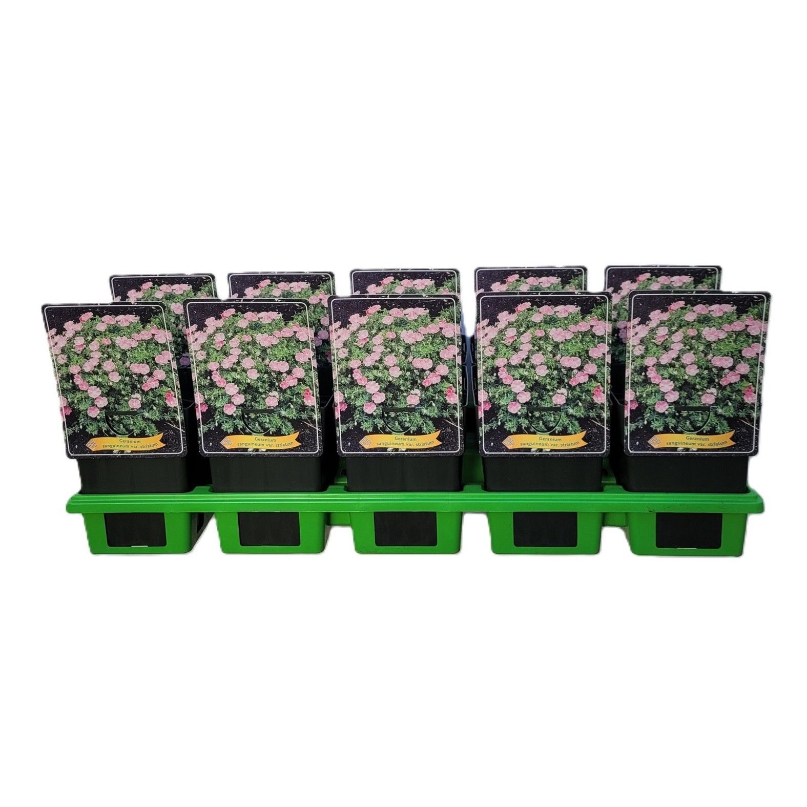 Geranium sanguineum striatum P11, D 11 cm
