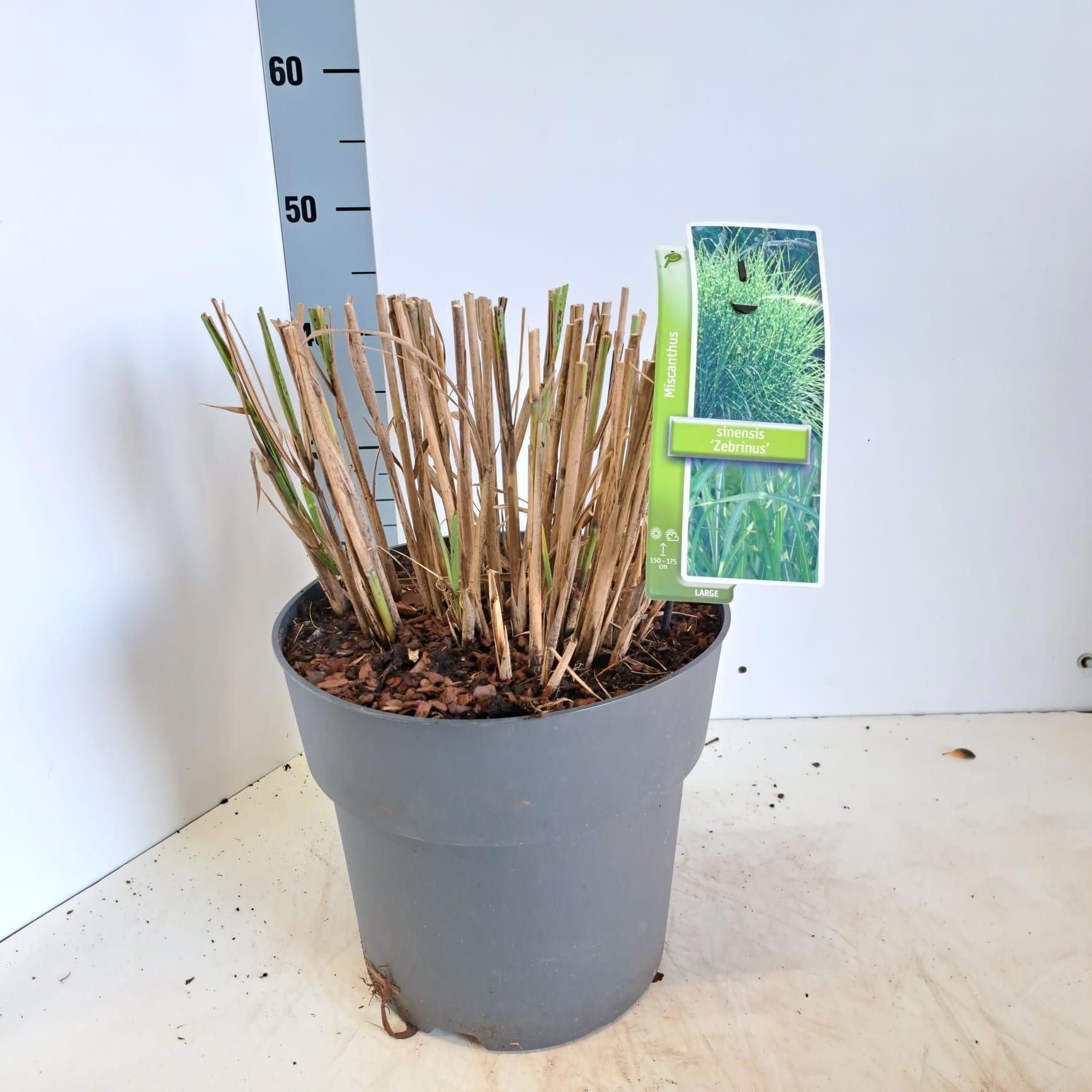 Miscanthus sin. 'Zebrinus', D 29