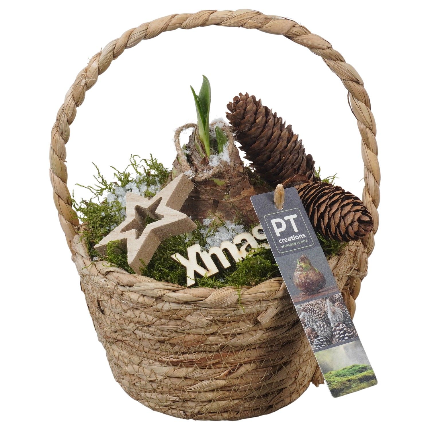 PTACH5900 Arrangement Amaryllis Christmas in rieten mand, D 15 cm