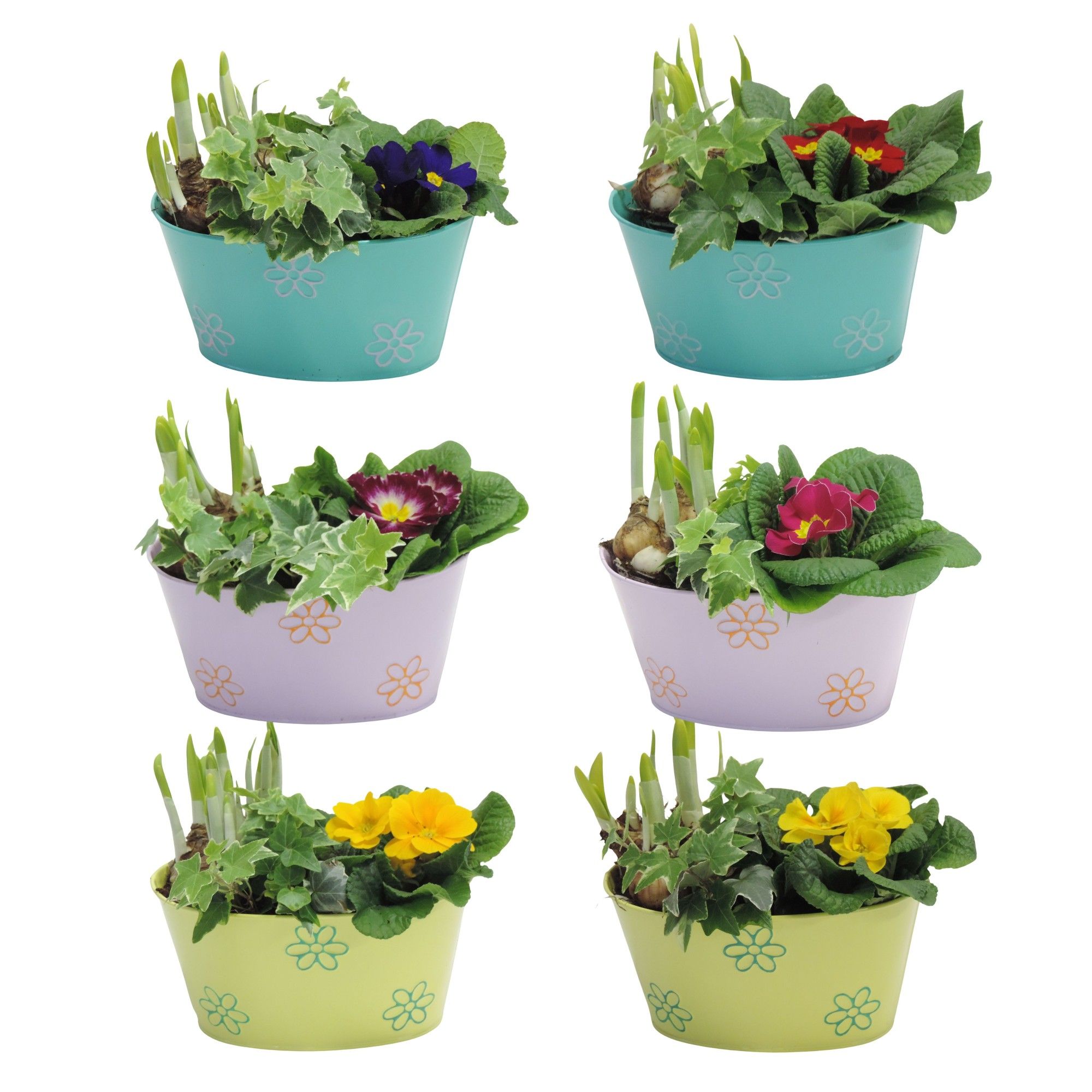 Daisy Early Spring Specials Arrangement Narcis in Zink 19 cm, D 19