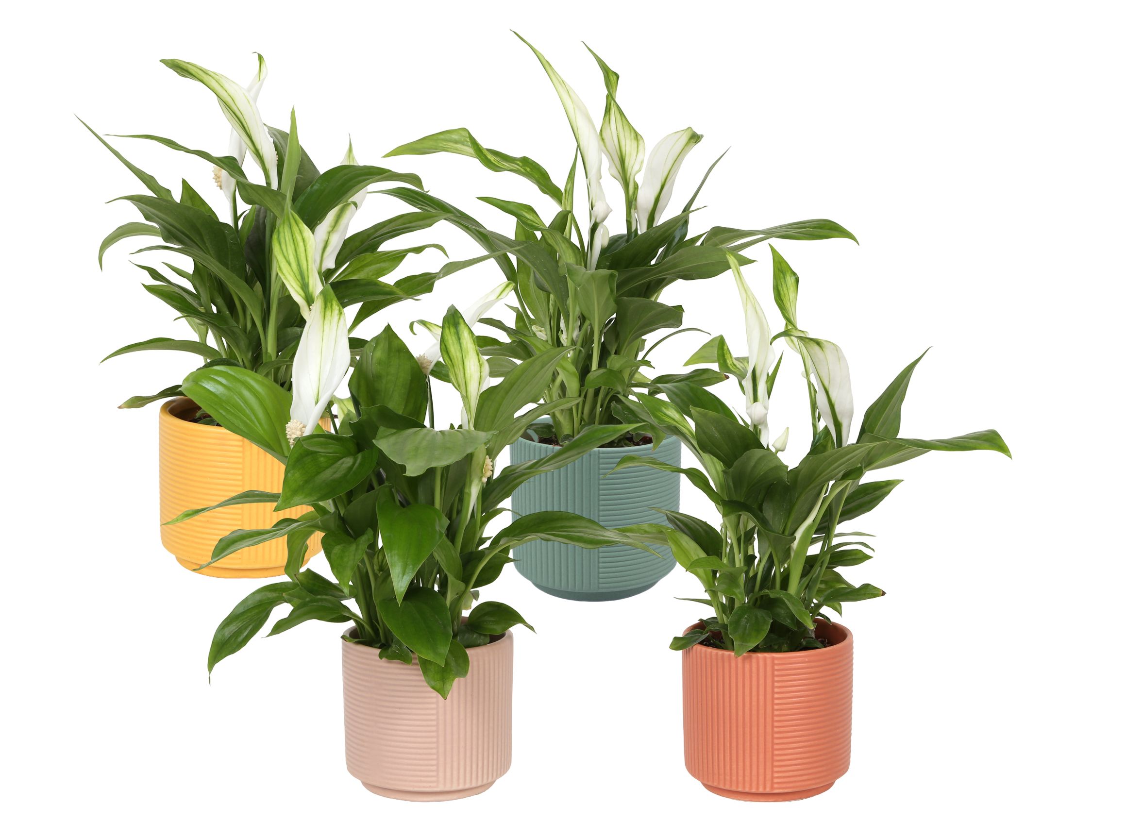 KP-881.2 - Spathiphyllum 7cm in cilinderpot 4 assorti, D 7 cm KP-881.2 - Spathiphyllum 7cm in cilinderpot 4 assorti, D 7 cm