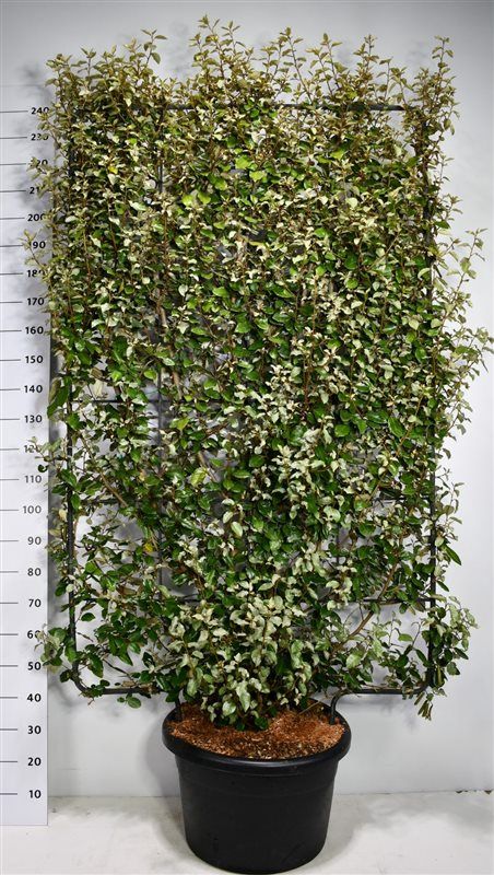 Elaeagnus ebb. 'Compacta', D 52