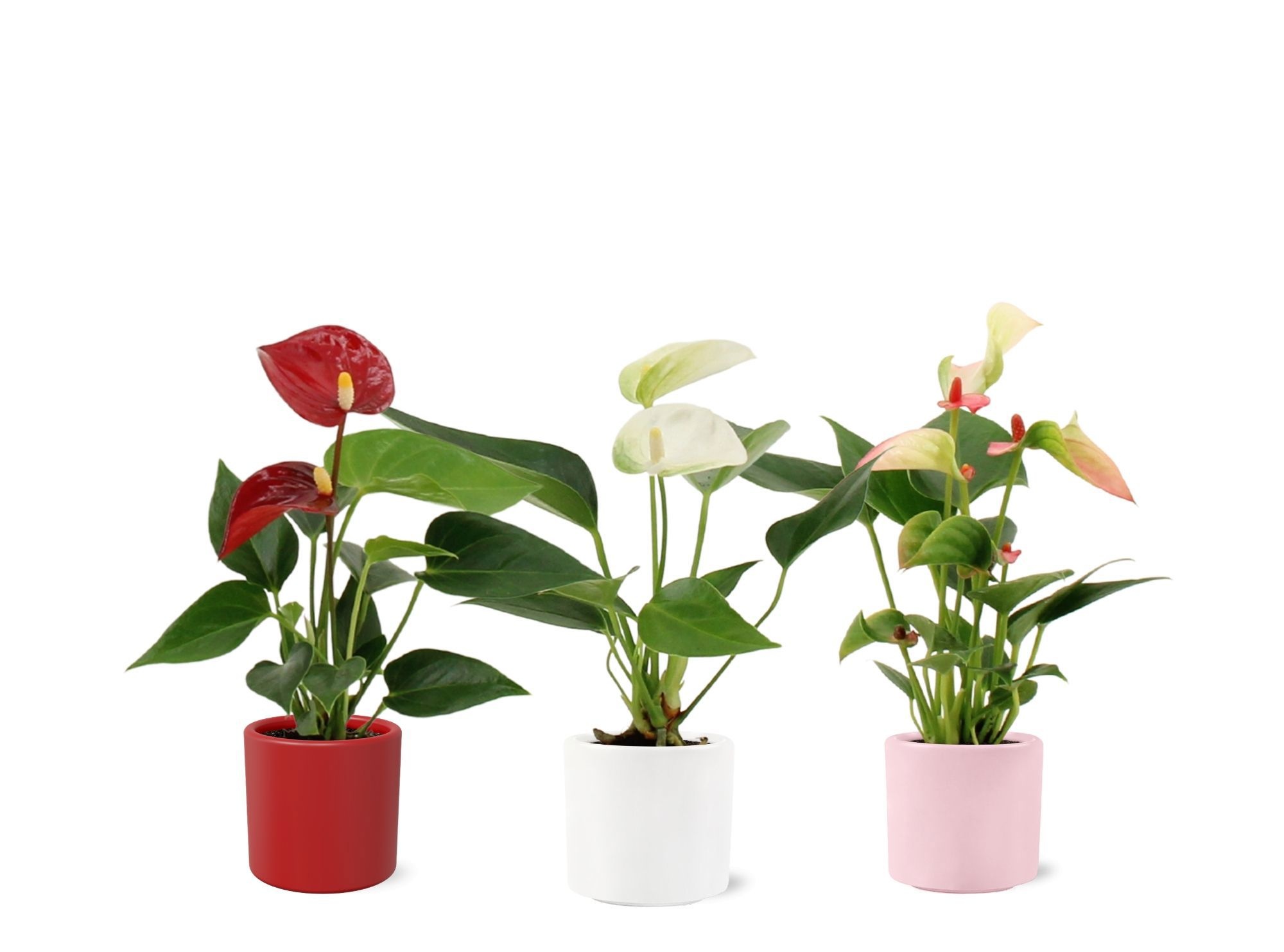 Anthurium 6 cm 3 color mix in Eva love ceramics, D 6