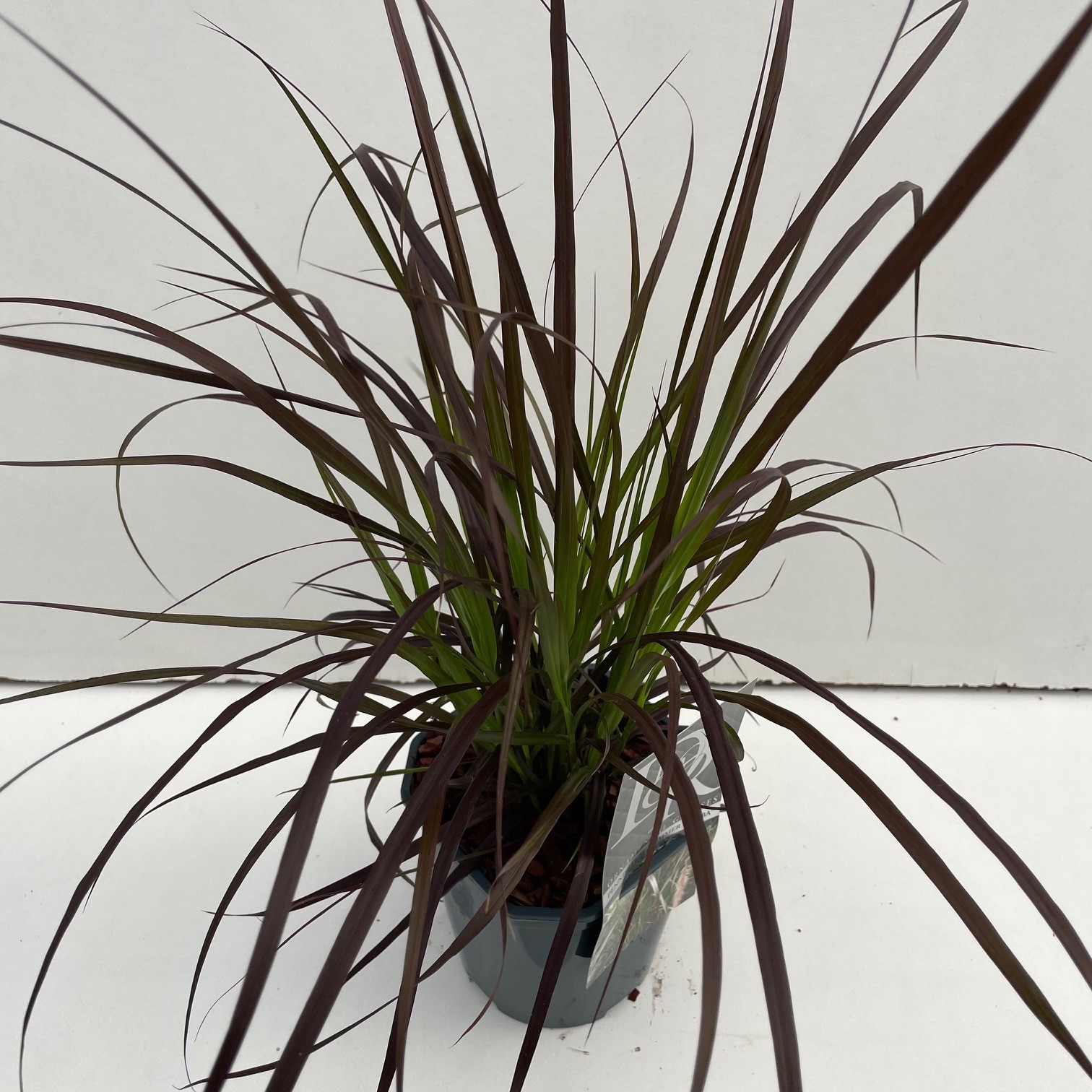 Pennisetum 'Summer Samba', D 17 cm