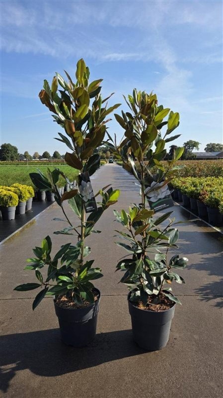 Magnolia grand. 'Little Gem', D 29 cm Magnolia grand. 'Little Gem', D 29 cm