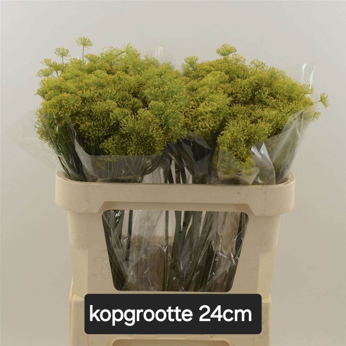 Анетум Гравеоленс 80 (желт.), шт.