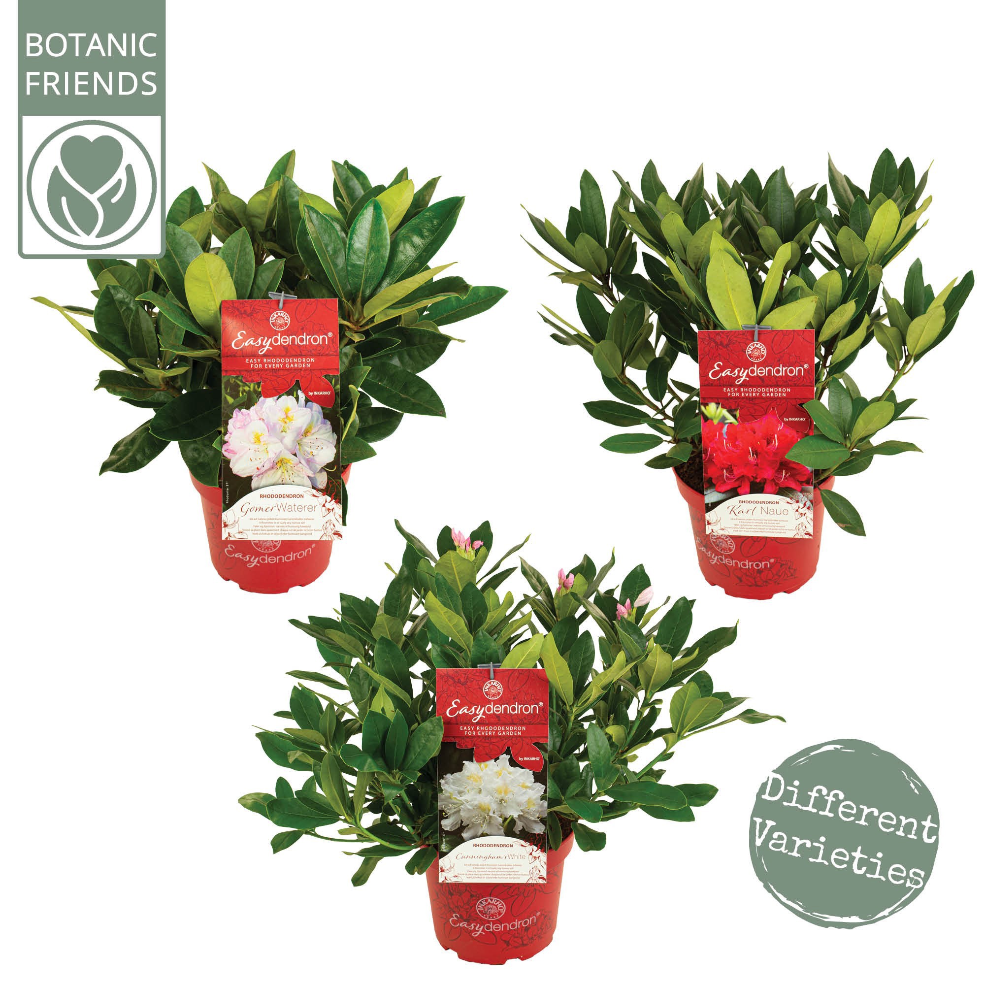 Rhododendron hybr. 'Easydendron'® 'Mix', D 23